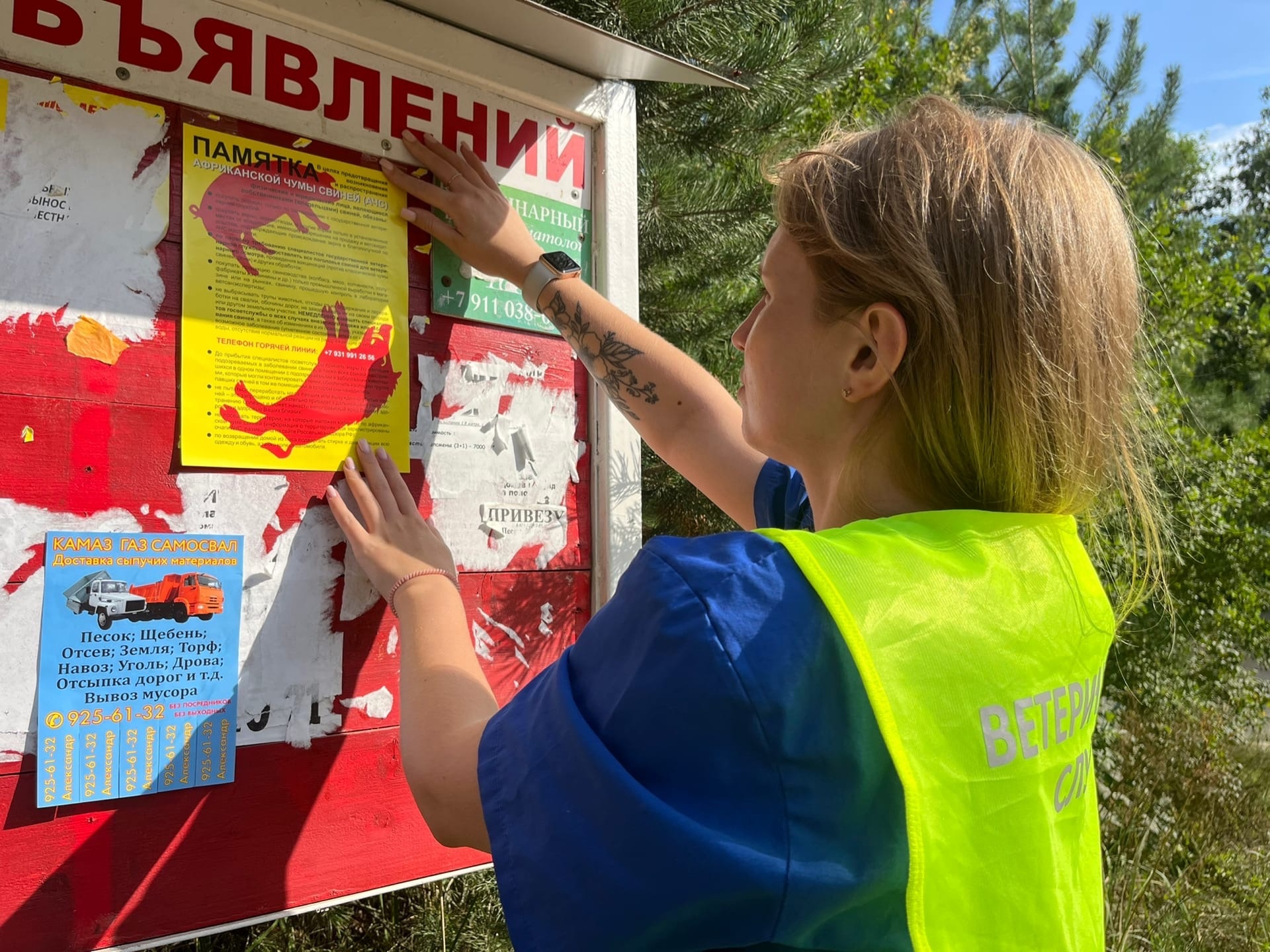 Африканская чума свиней (АЧС) - высококонтагиозная выпуска болезнь,  характеризующееся большой смертностью - Кировсксббж